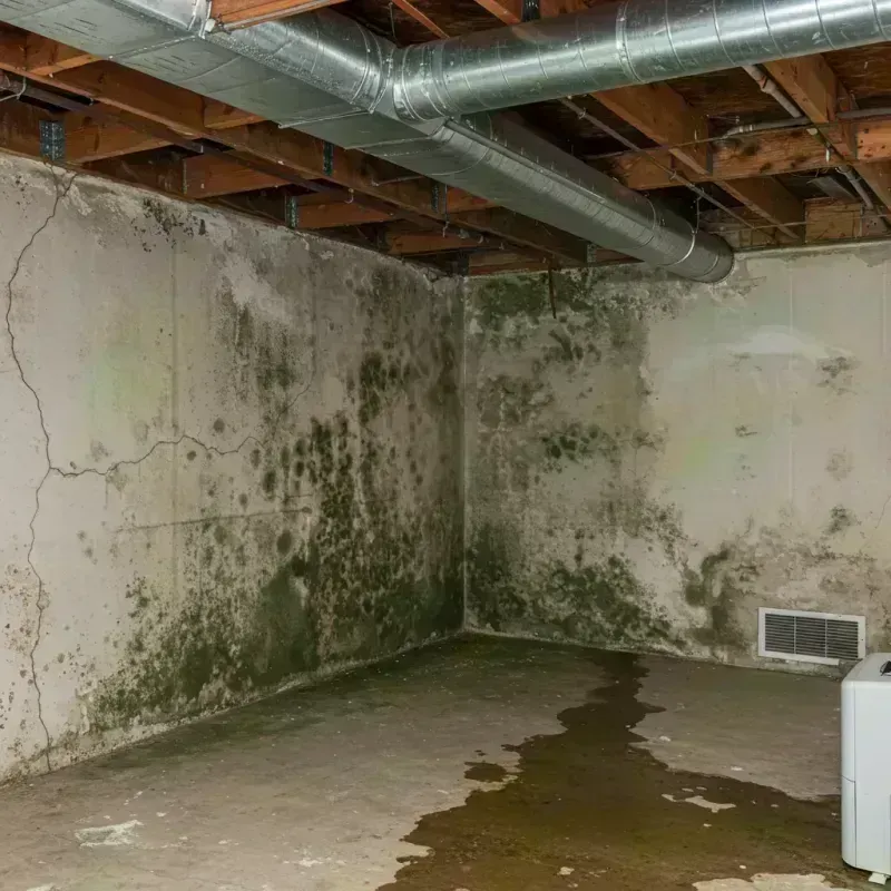 Professional Mold Removal in Eatontown, NJ